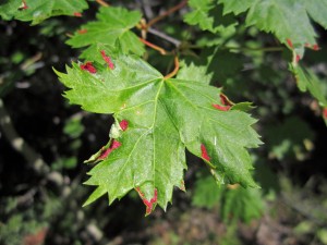 Eriophyes calcercis