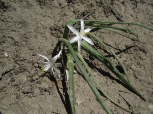 Sand Lilly Castlewood