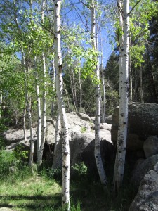 Aspen Castlewood