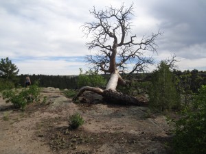 Tree Rimrock