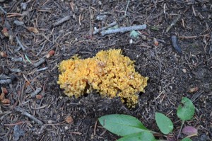 Ramaria largentii